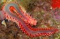 Polychaeta (bristle worms)