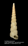 Turritella columnaris