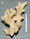 Raspailia (Parasyringella) thamnopilosa Van Soest, 2017