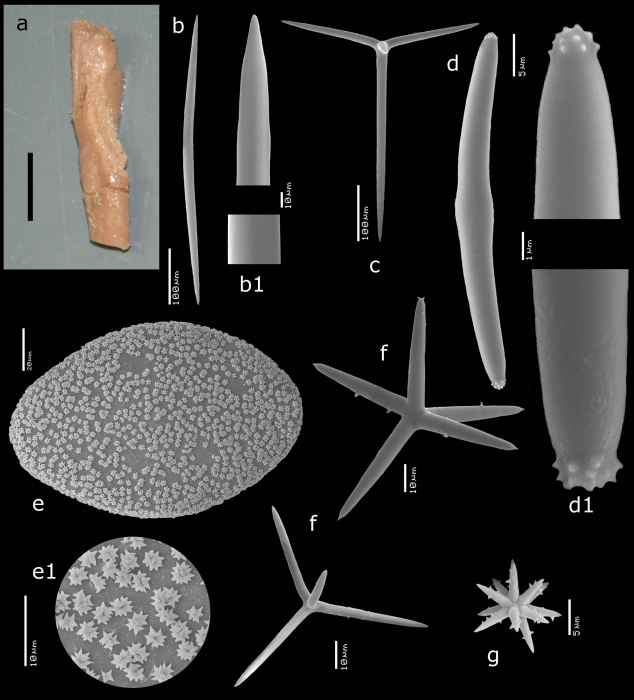 Erylus rhabdocoronatus Van Soest, 2017