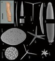 Porifera (sponges)