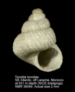 Toroidia toroides