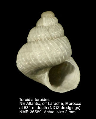 Toroidia toroides