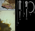 Porifera (sponges)