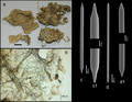 Porifera (sponges)