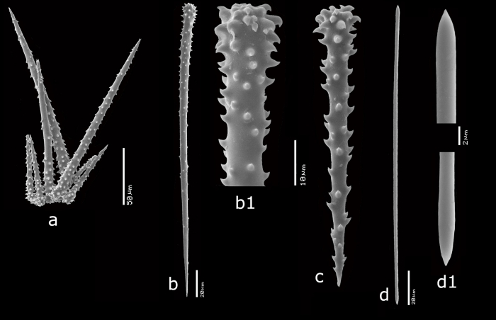 Hymedesmia (Stylopus) alcoladoi Van Soest, 2017