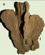 Clathria (Clathria) gomezae Van Soest, 2017