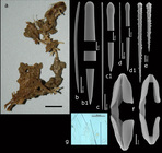 Clathria (Microciona) snelliusae Van Soest, 2017