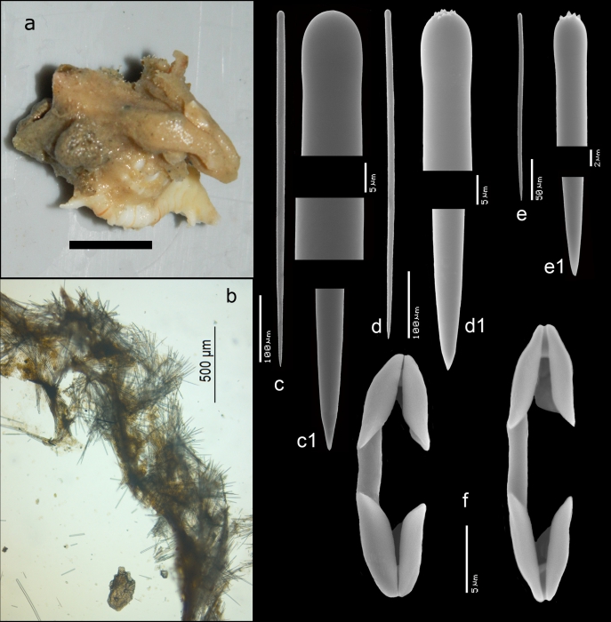 Clathria (Axosuberites) riosae Van Soest, 2017