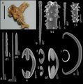 Porifera (sponges)