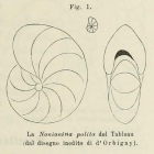 Nonionina polita d'Orbigny in Fornasini, 1902