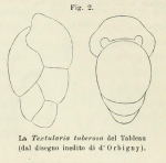 Textularia tuberosa d'Orbigny, 1826