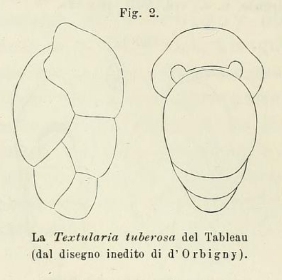 Textularia tuberosa d'Orbigny, 1826