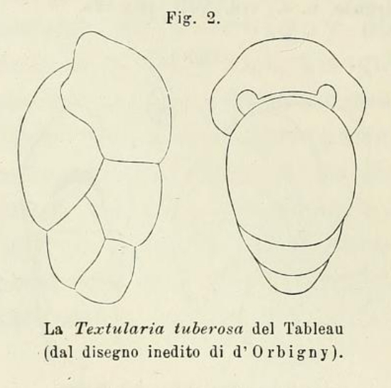 Textularia tuberosa d'Orbigny, 1826 Textularia tuberosa d'Orbigny, 1826