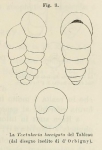 Chromista - Foraminifera (foraminifers)