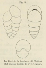 Textularia laevigata d'Orbigny, 1826