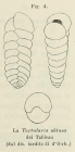 Textularia obtusa d'Orbigny, 1826