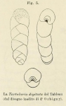 Chromista - Foraminifera (foraminifers)