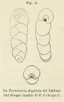 Textularia digitata d'Orbigny in Fornasini, 1887