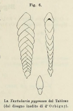 Textularia pygmaea d'Orbigny in Deshayes, 1828