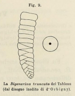 Bigenerina truncata d'Orbigny in Fornasini, 1902