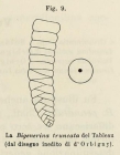 Bigenerina truncata d'Orbigny in Fornasini, 1902
