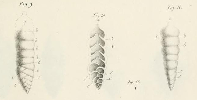 Bigenerina (Bigénérine) nodosaria d'Orbigny, 1826 Bigenerina (Bigénérine) nodosaria d'Orbigny, 1826