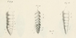 Bigenerina (Bigénérine) nodosaria d'Orbigny, 1826