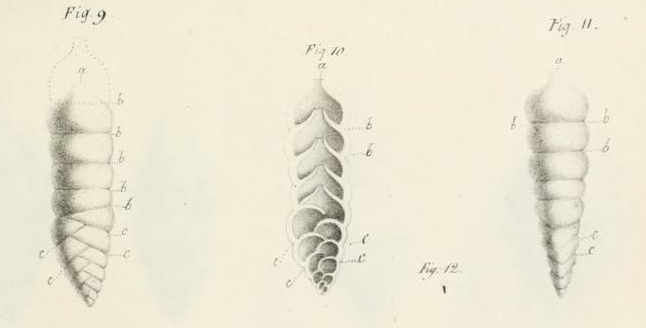 Bigenerina (Big�n�rine) nodosaria d'Orbigny, 1826