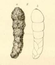 Bigenerina digitata d'Orbigny in Brady, 1864