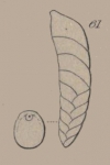 Bigenerina digitata d'Orbigny in Parker, Jones & Brady, 1865