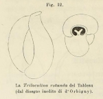 Triloculina rotunda d'Orbigny in Schlumberger, 1893