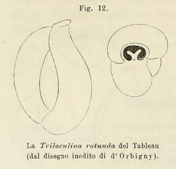 Triloculina rotunda d'Orbigny in Schlumberger, 1893 Triloculina rotunda d'Orbigny in Schlumberger, 1893