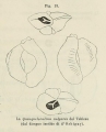 Chromista - Foraminifera (foraminifers)