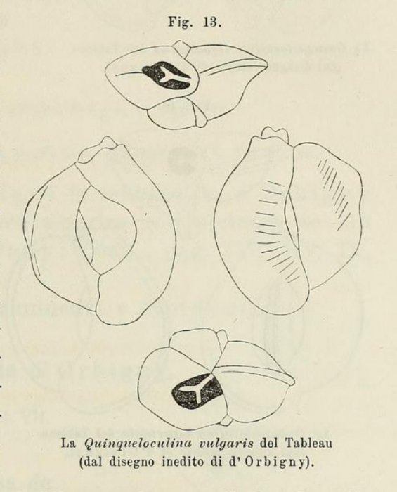 Quinqueloculina vulgaris d'Orbigny, 1826