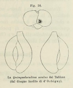Quinqueloculina oculus d'Orbigny in Terquem, 1878