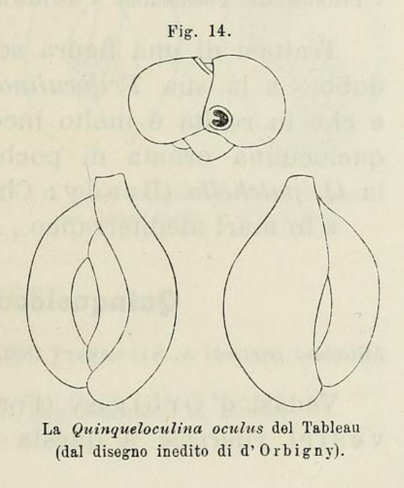 Quinqueloculina oculus d'Orbigny in Terquem, 1878