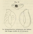 Chromista - Foraminifera (foraminifers)