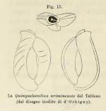 Quinqueloculina ariminensis d'Orbigny in Fornasini, 1902