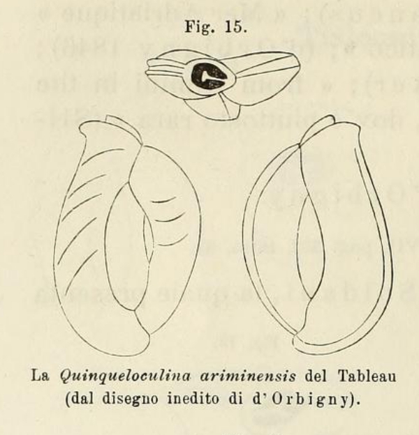 Quinqueloculina ariminensis d'Orbigny in Fornasini, 1902