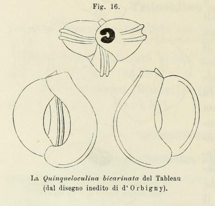 Quinqueloculina bicarinata d'Orbigny in Terquem, 1878