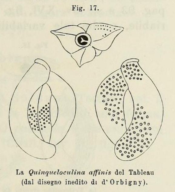 Quinqueloculina affinis d'Orbigny in Fornasini, 1902