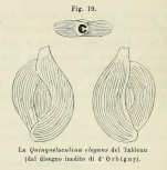Quinqueloculina elegans d'Orbigny in Terquem, 1878
