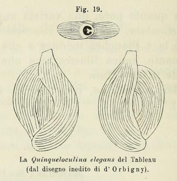 Quinqueloculina elegans d'Orbigny in Terquem, 1878 Quinqueloculina elegans d'Orbigny in Terquem, 1878