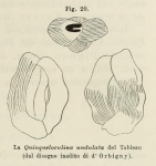 Chromista - Foraminifera (foraminifers)