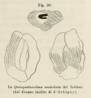 Quinqueloculina undulata d'Orbigny, 1852