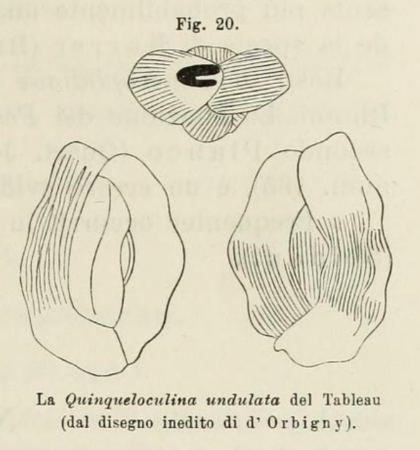 Quinqueloculina undulata d'Orbigny, 1852 Quinqueloculina undulata d'Orbigny, 1852