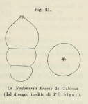 Nodosaria brevis d'Orbigny in Fornasini, 1902