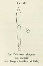Nodosaria elongata d'Orbigny in Fornasini, 1902