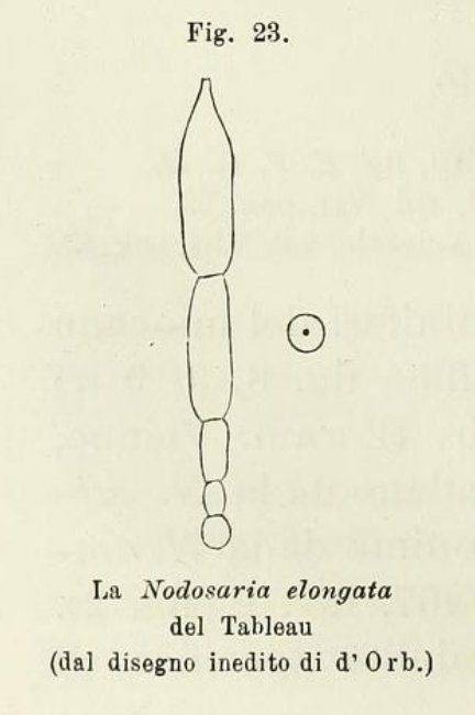 Nodosaria elongata d'Orbigny in Fornasini, 1902